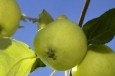 Domenica 26 agosto, presso l’Azienda Agricola “I Mirtilli” di Bregazzana, si svolgerà la festa di MezzaEstate dove protagonista sarà la mela, vestita a festa nelle sue originali e appetitose ricette dolci e salate.